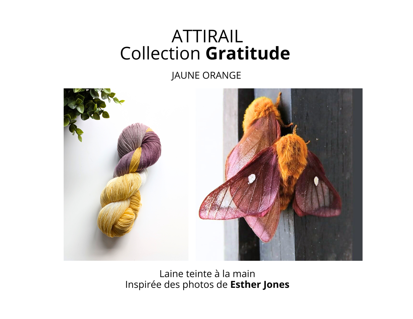 Laine teinte à la main - Collection GRATITUDE - Anisota virginiensis